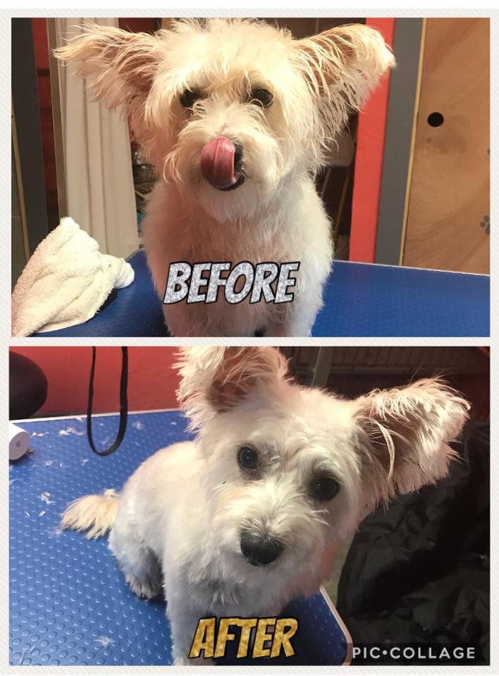 Before and after grooming photos of a small white dog, showing shaggy fur before and a neatly trimmed, fluffy coat after
