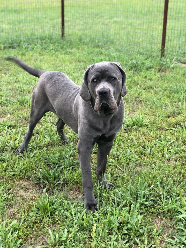 Large blue-gray Cane Corso standing on grass in a fenced yard, looking directly at the camera