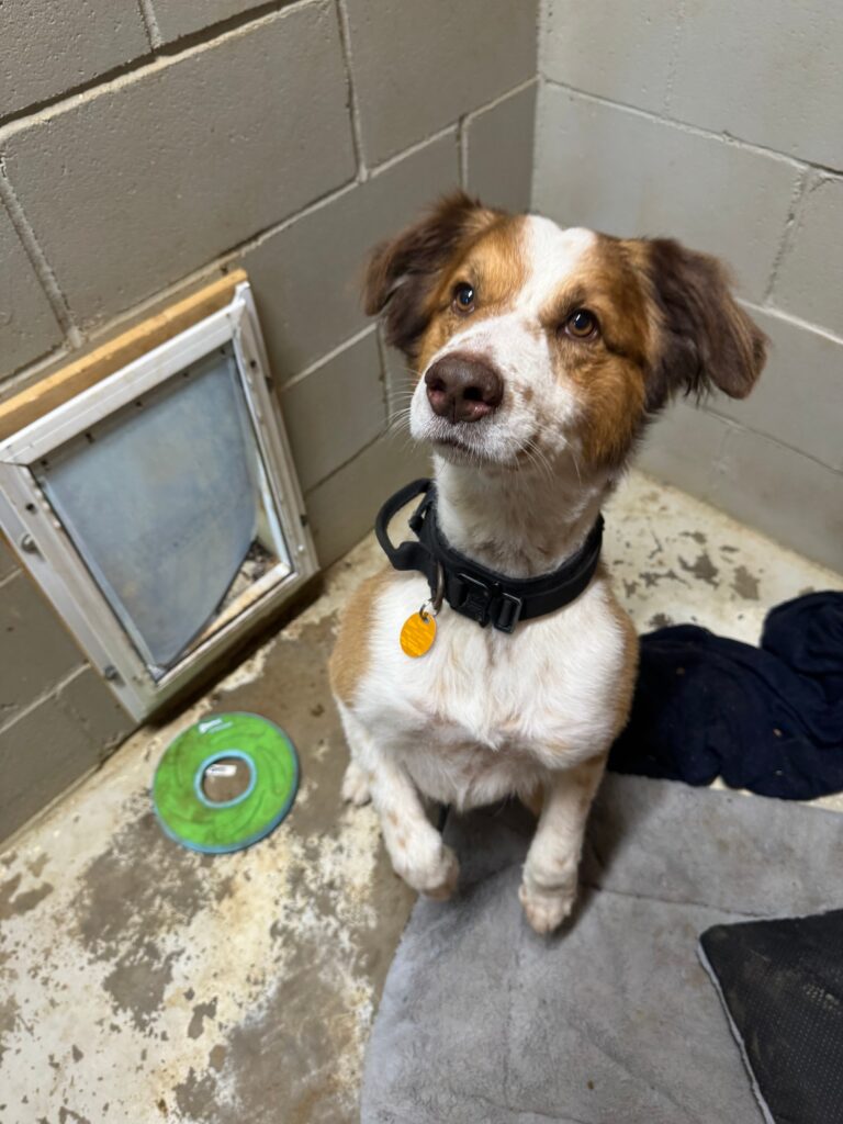 Brown and white dog with a black collar sitting attentively in a shelter kennel with a dog door and toy nearby