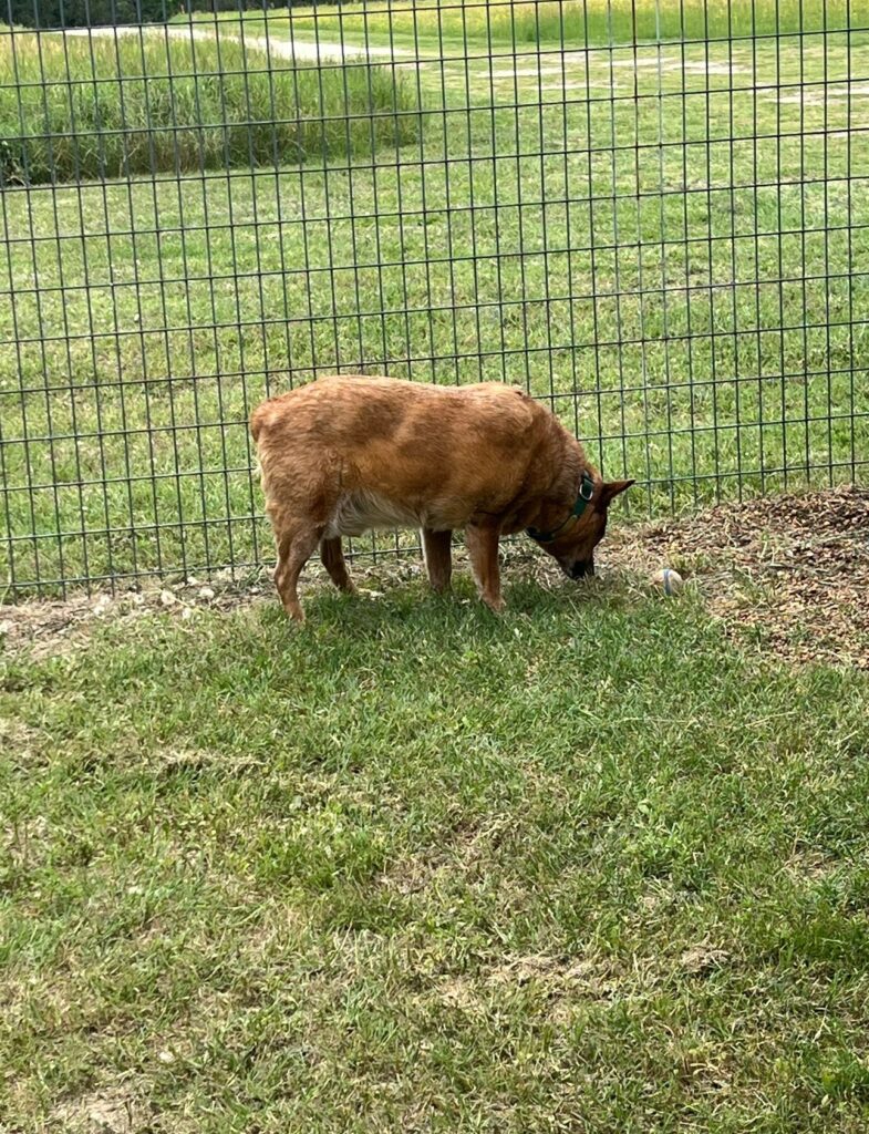 Brown dog with a green collar sniffing the ground along a wire fence in a grassy yard