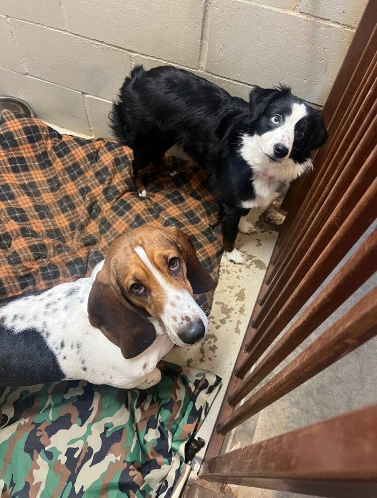 Two dogs in a shelter kennel — a tricolor hound mix and a black-and-white spaniel mix — looking up toward the camera