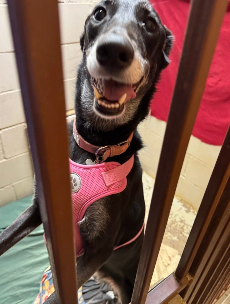 Black greyhound wearing a pink harness and collar, smiling through kennel bars at a shelter