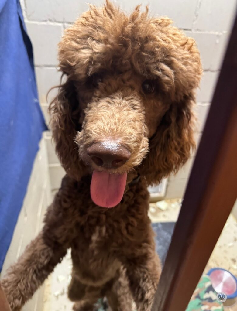 Brown standard poodle with tongue out looking up at the camera indoors