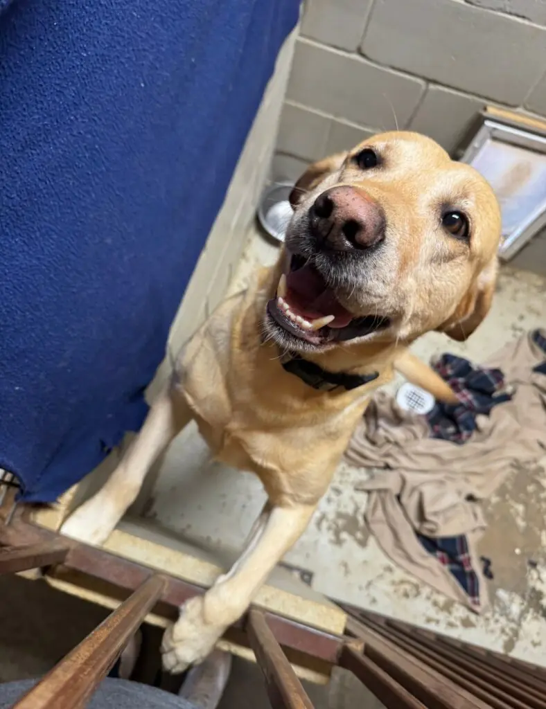 Yellow Labrador Retriever looking up with mouth open in a shelter kennel, paws on the kennel door gate